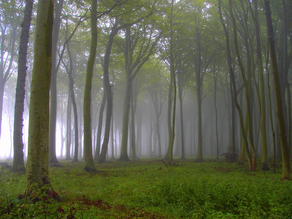 Gespensterwald in Nienhagen (Ostsee)