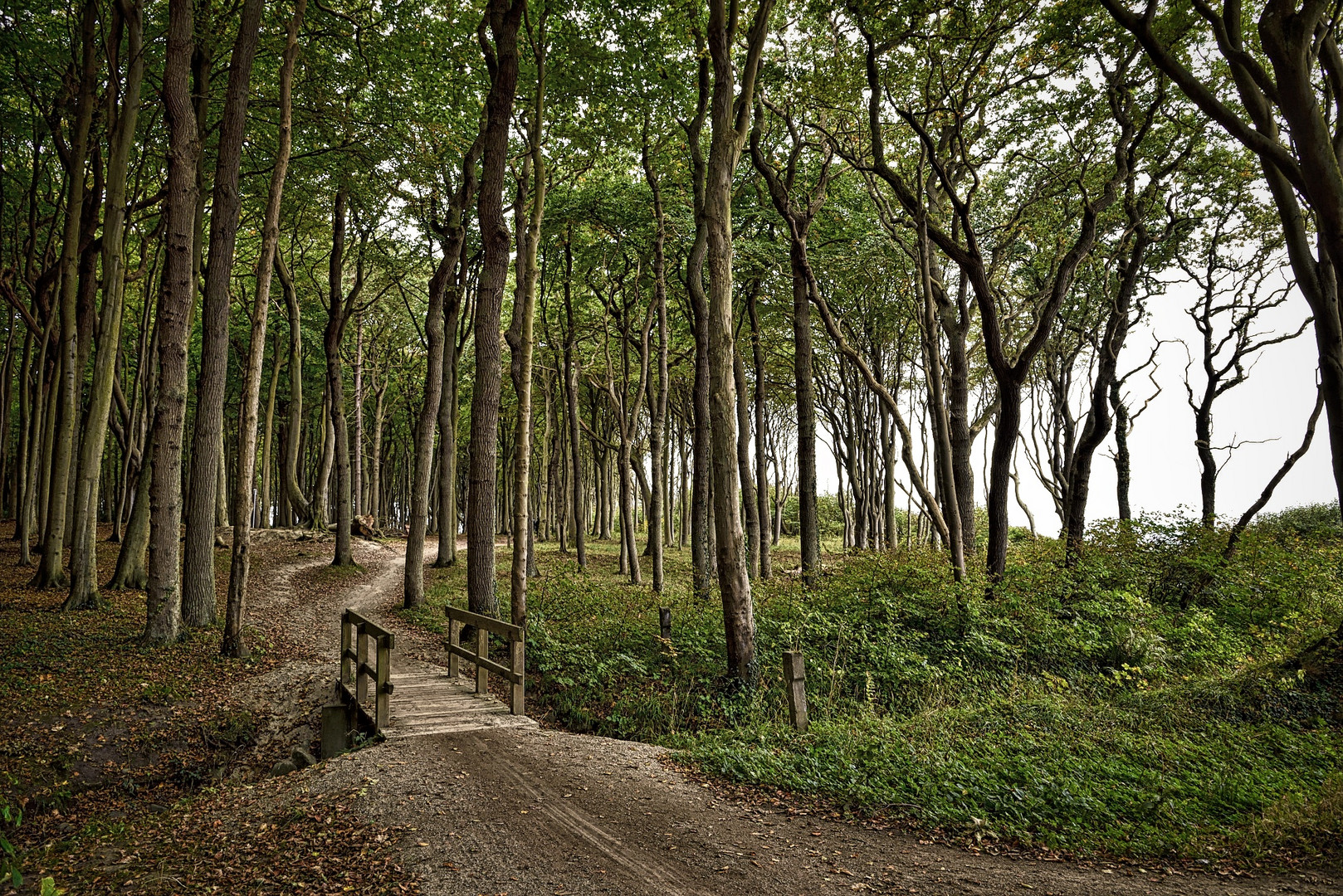 Gespensterwald in Nienhagen - Ostsee