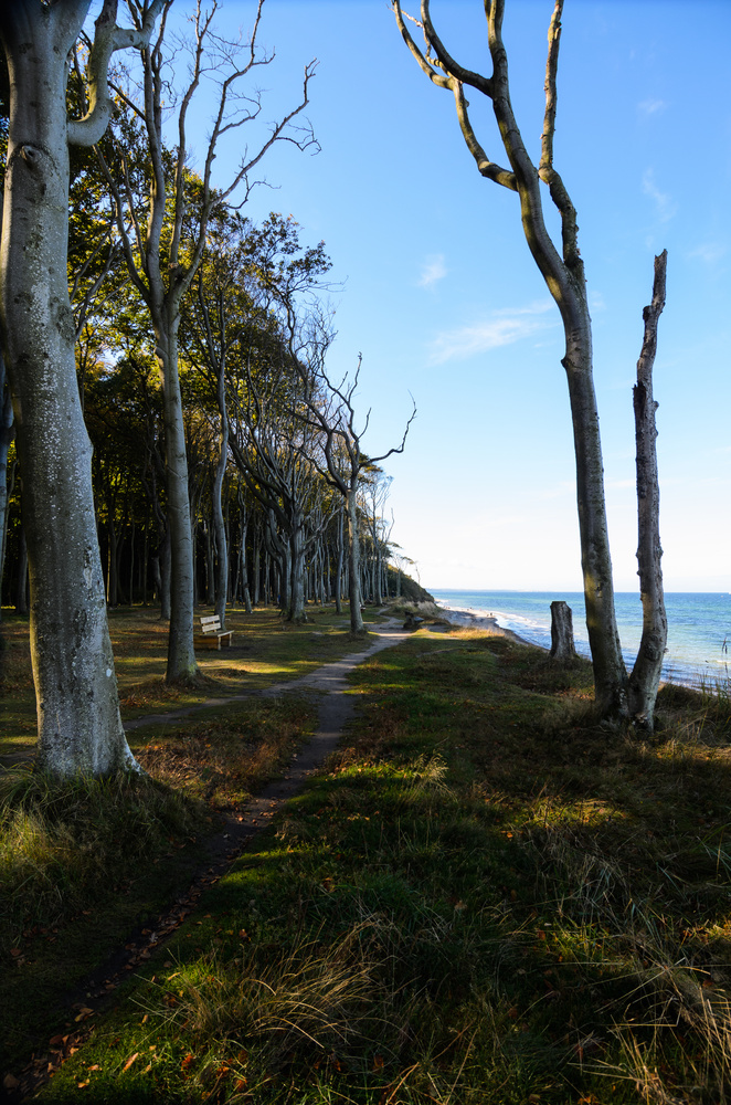 Gespensterwald in Nienhagen - Ostseebad