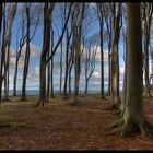 Gespensterwald mit Durchblick