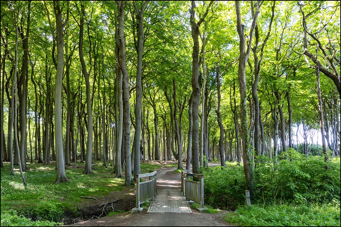 Gespensterwald Nienhagen