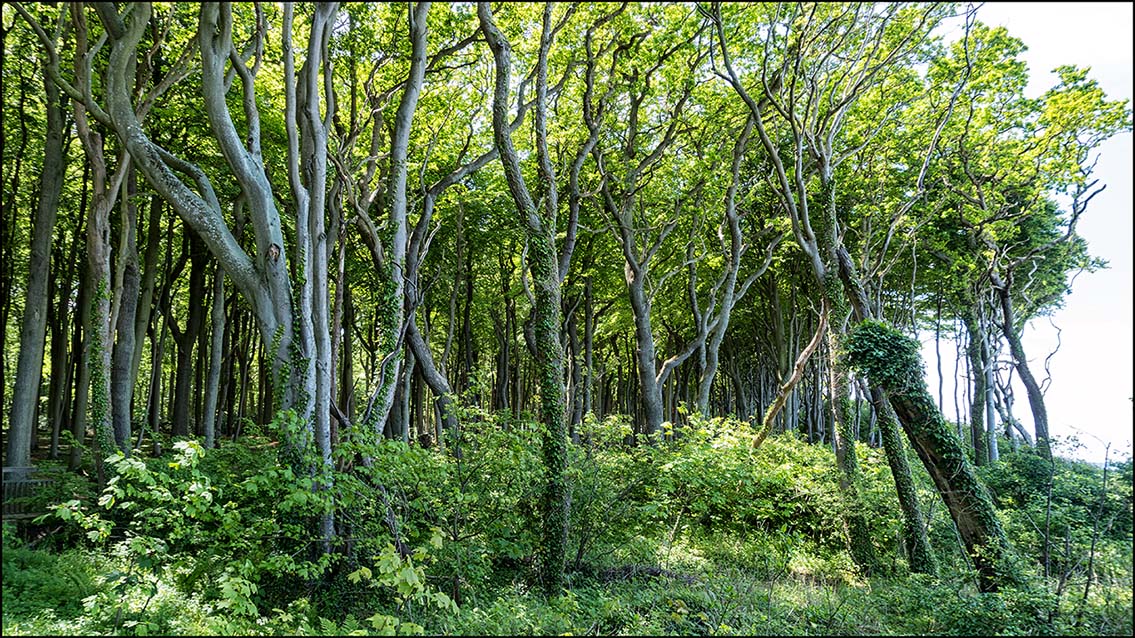 Gespensterwald Nienhagen #1