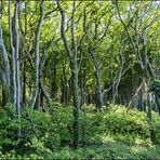 Gespensterwald Nienhagen #1