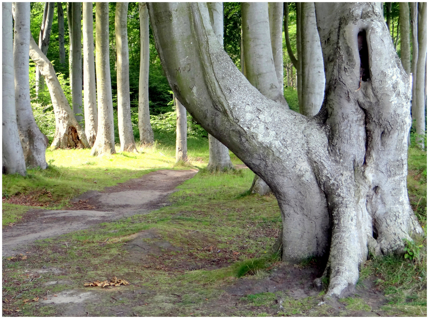 Gespensterwald Nienhagen 2