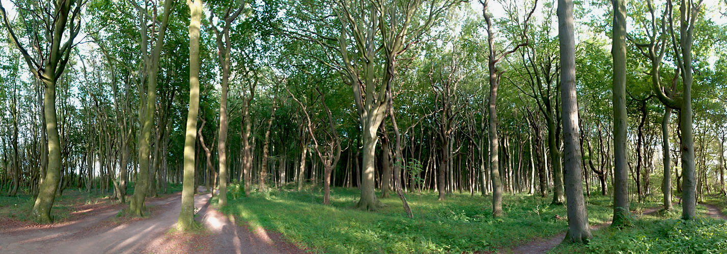 Gespensterwald Nienhagen