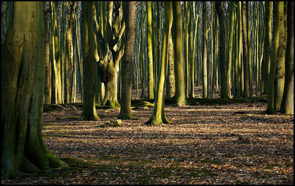 Gespensterwald Nienhagen-4