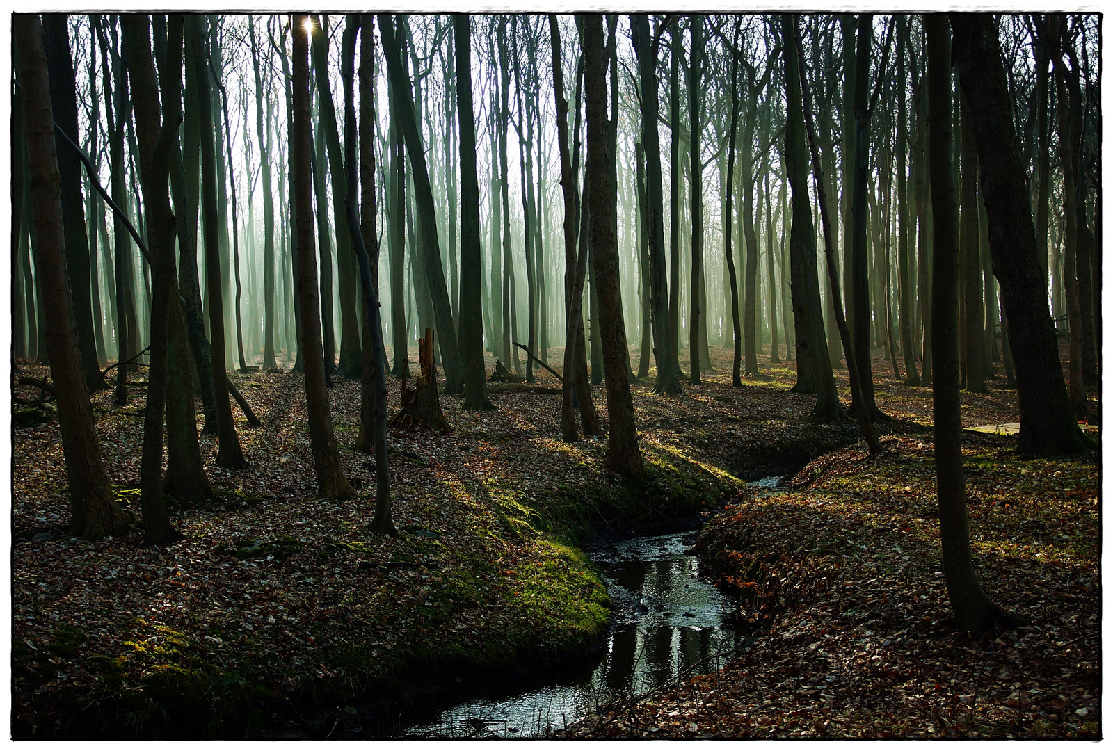 Gespensterwald Nienhagen-6