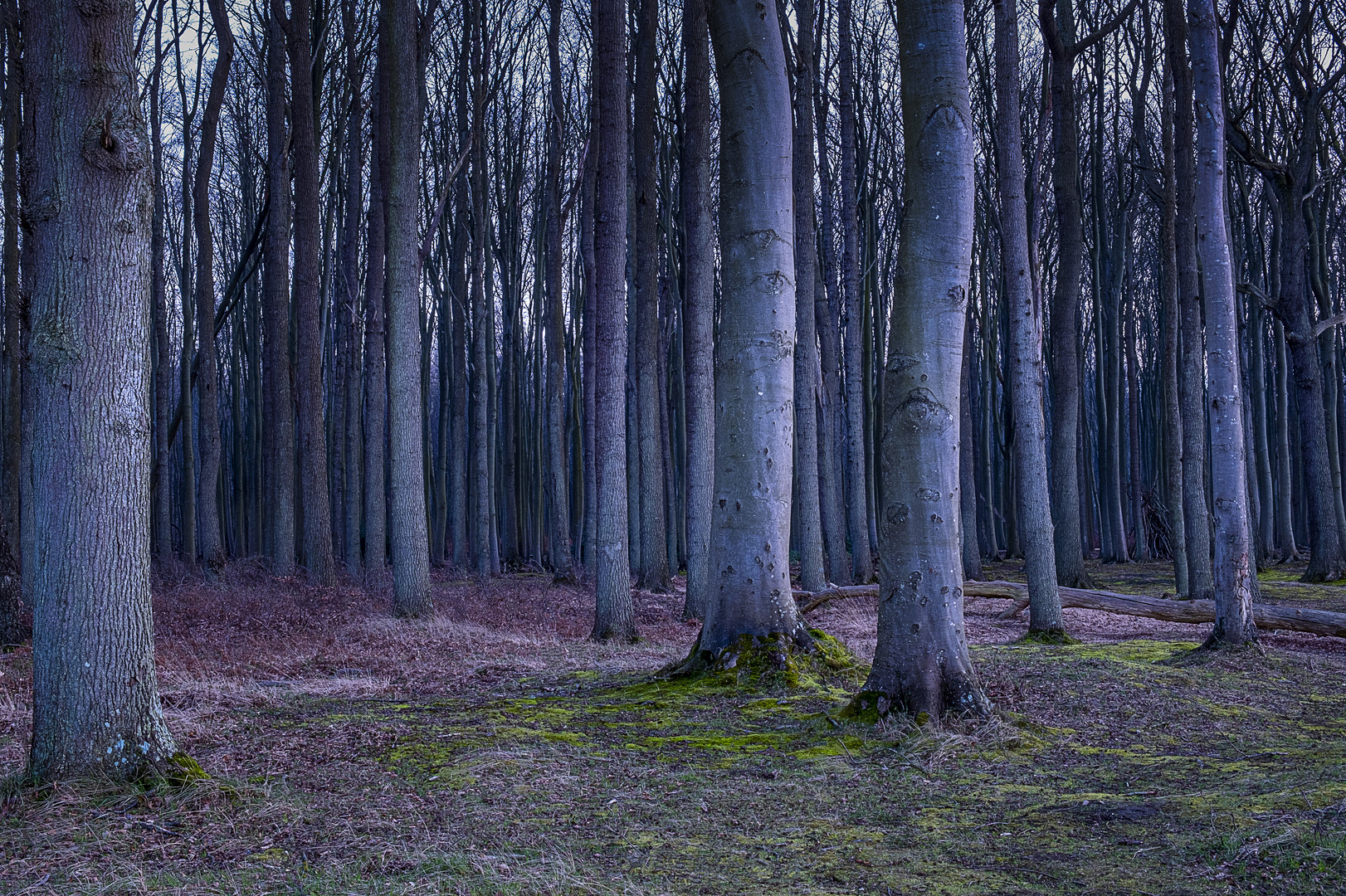 Gespensterwald Nienhagen