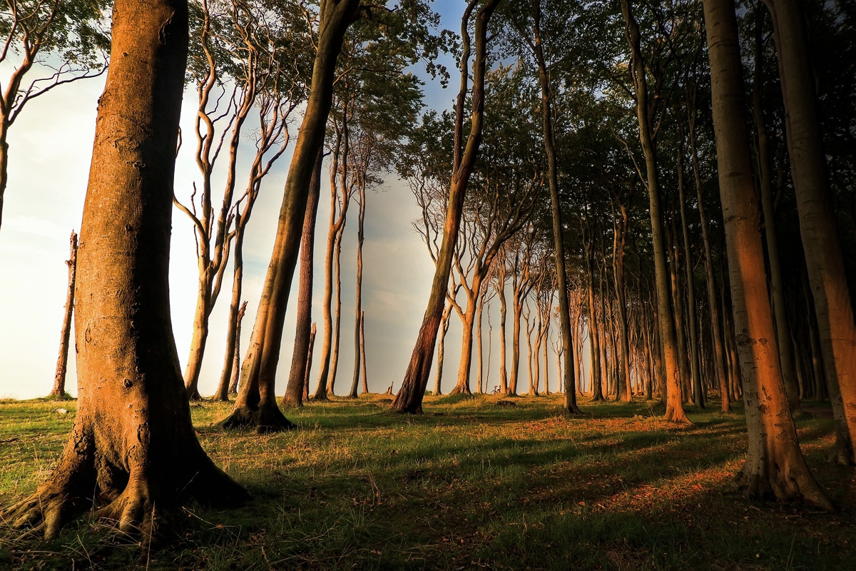 Gespensterwald Nienhagen