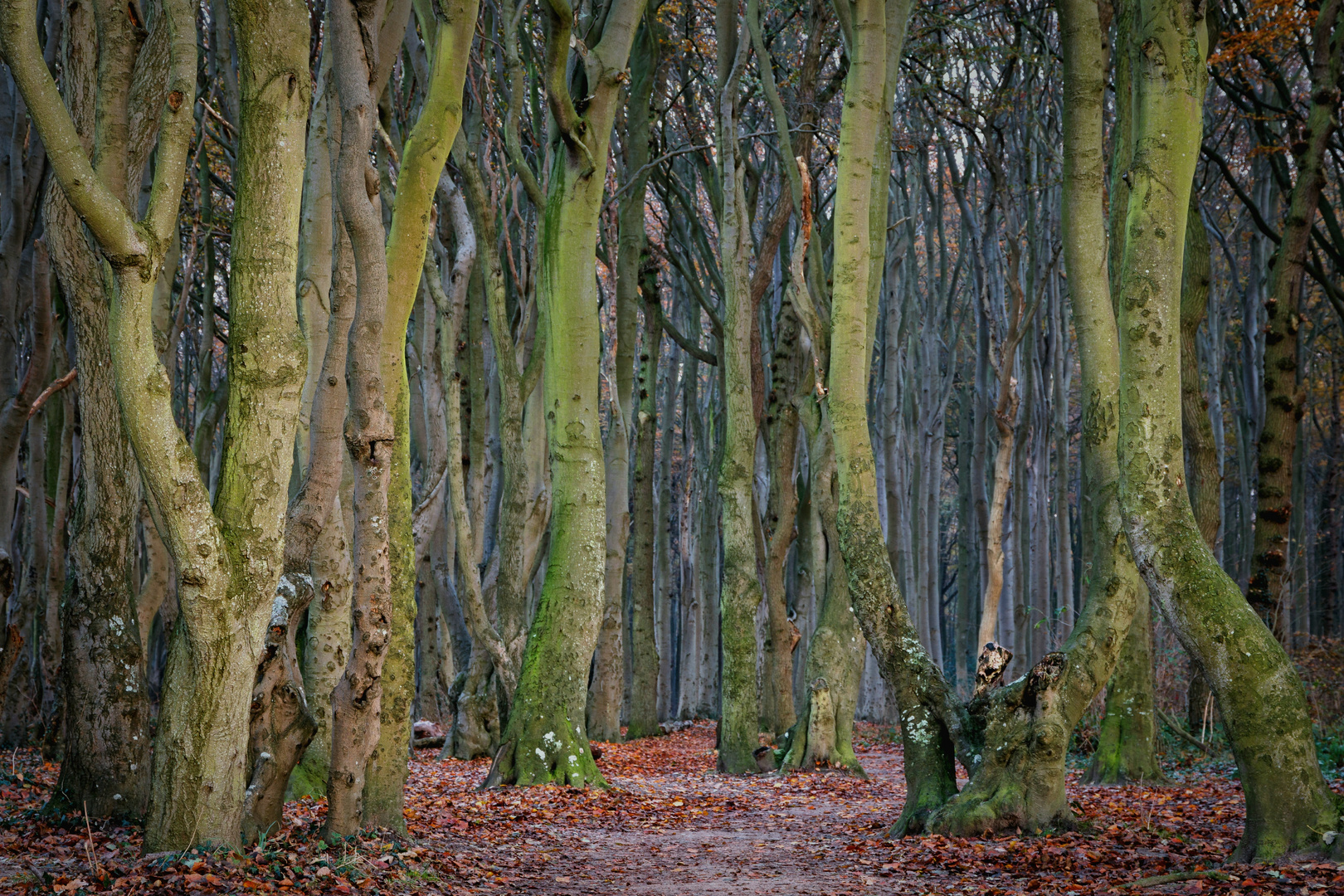 Gespensterwald Nienhagen