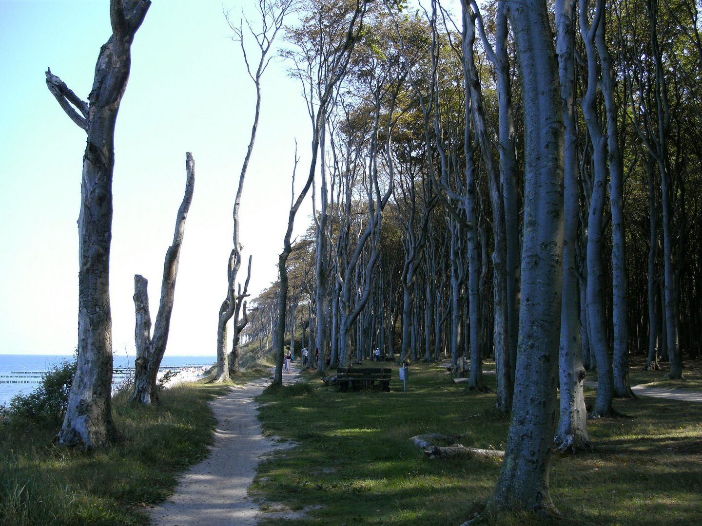 Gespensterwald Nienhagen