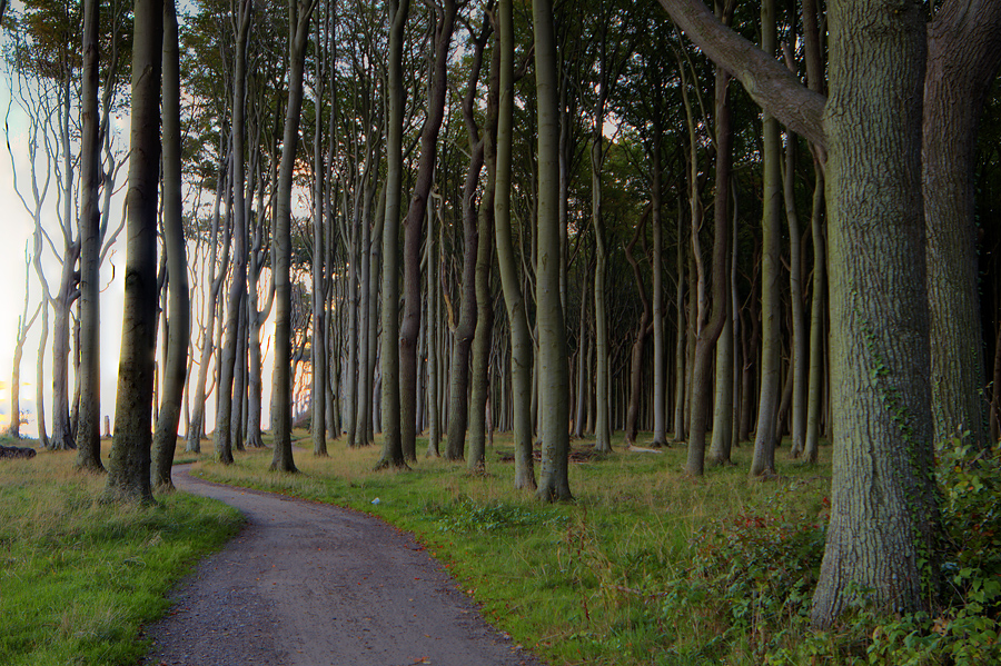 Gespensterwald Nienhagen