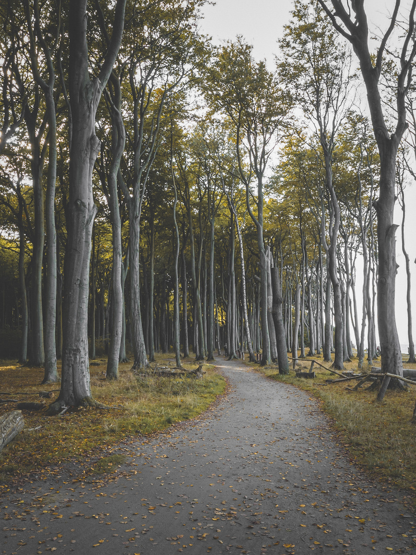 Gespensterwald Nienhagen 