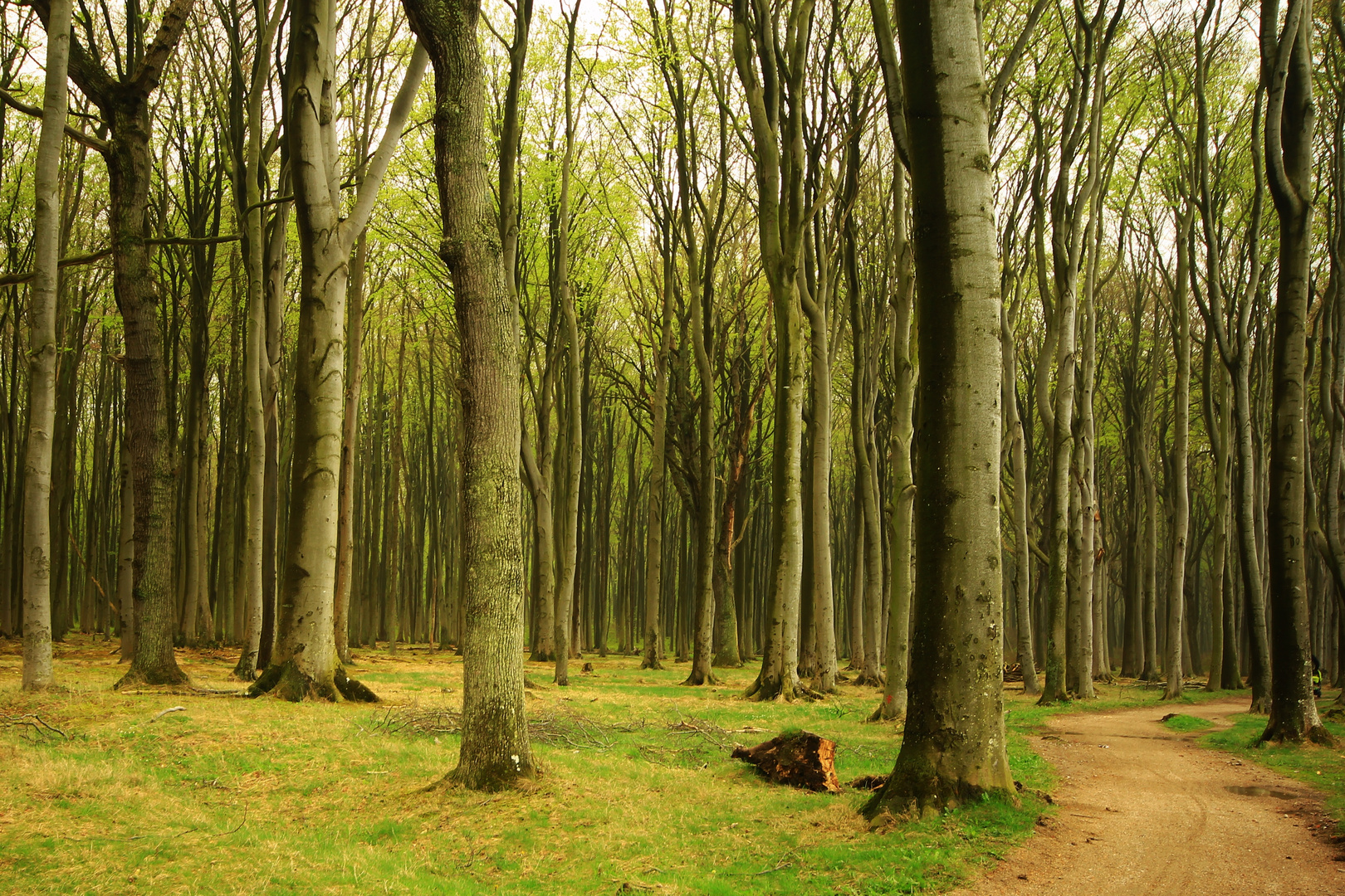 Gespensterwald Nienhagen