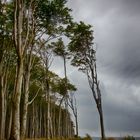 Gespensterwald Nienhagen HDR