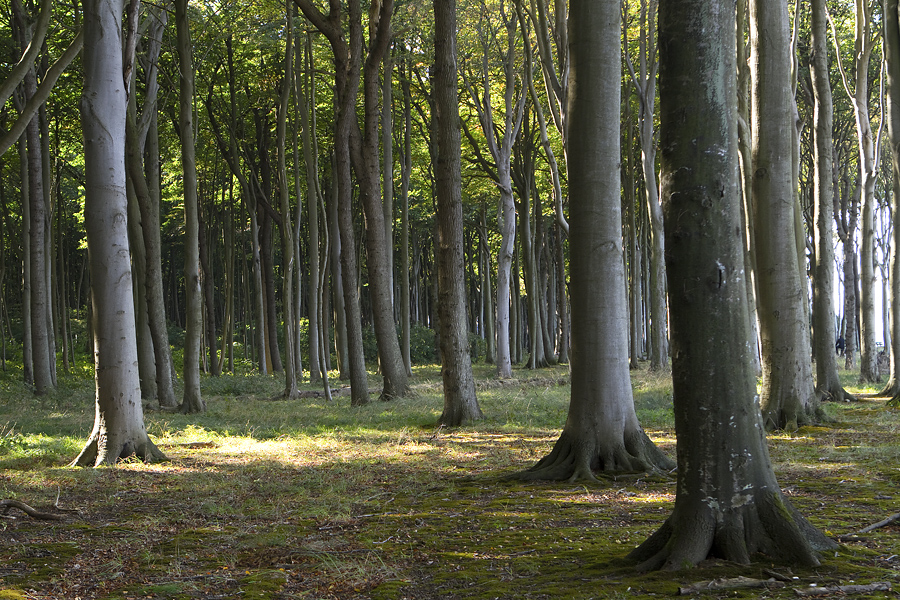 Gespensterwald Nienhagen III