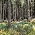 Gespensterwald;  Nienhagen, Ostsee (Pano 240°)