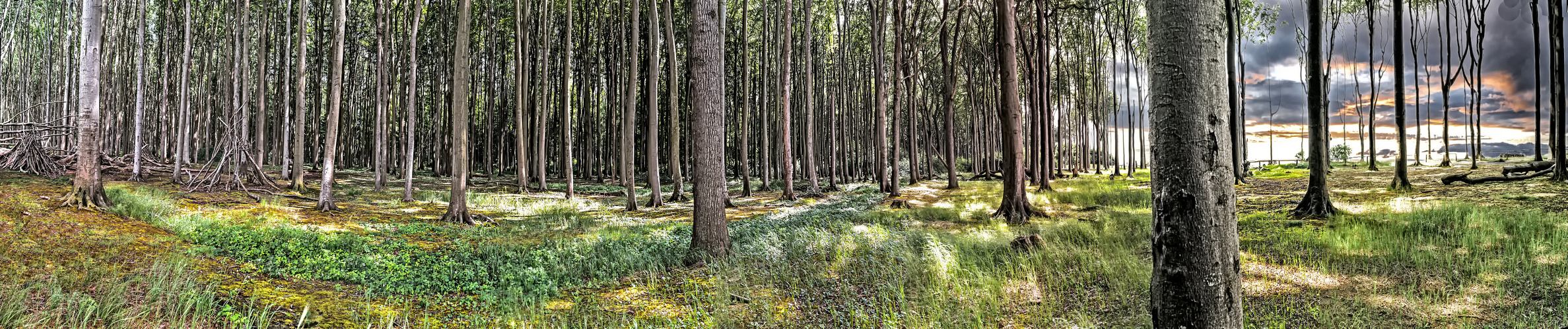 Gespensterwald;  Nienhagen, Ostsee (Pano 240°)