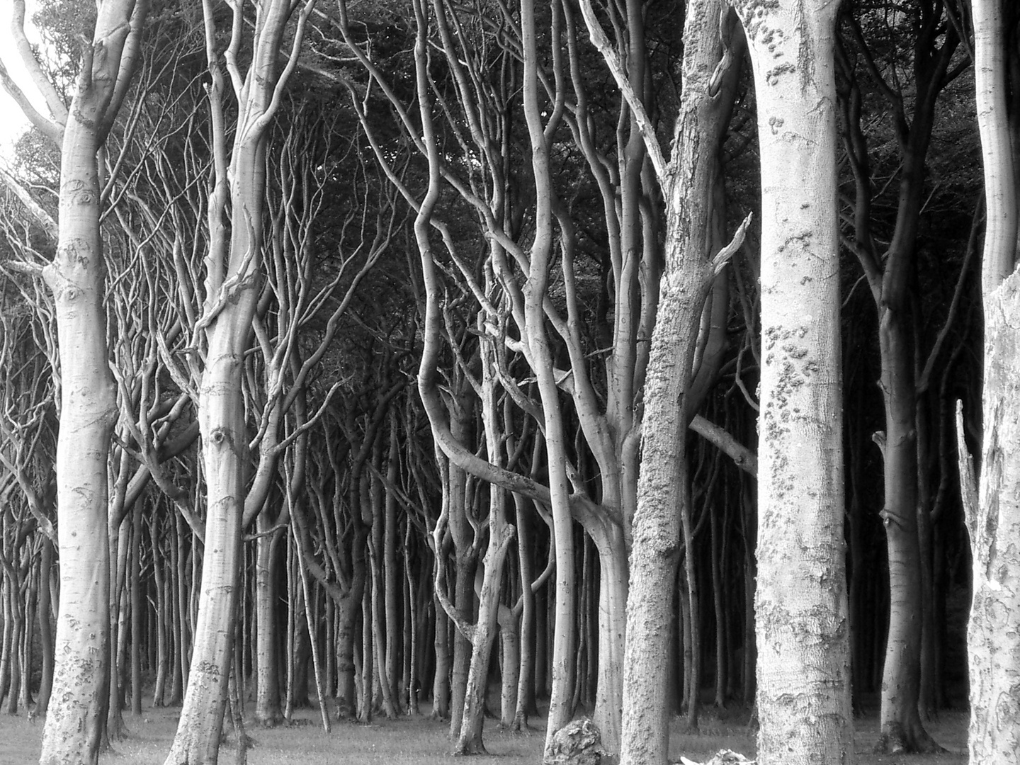 Gespensterwald Nienhagen  -  spooky forest at Nienhagen