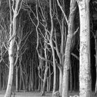 Gespensterwald Nienhagen  -  spooky forest at Nienhagen