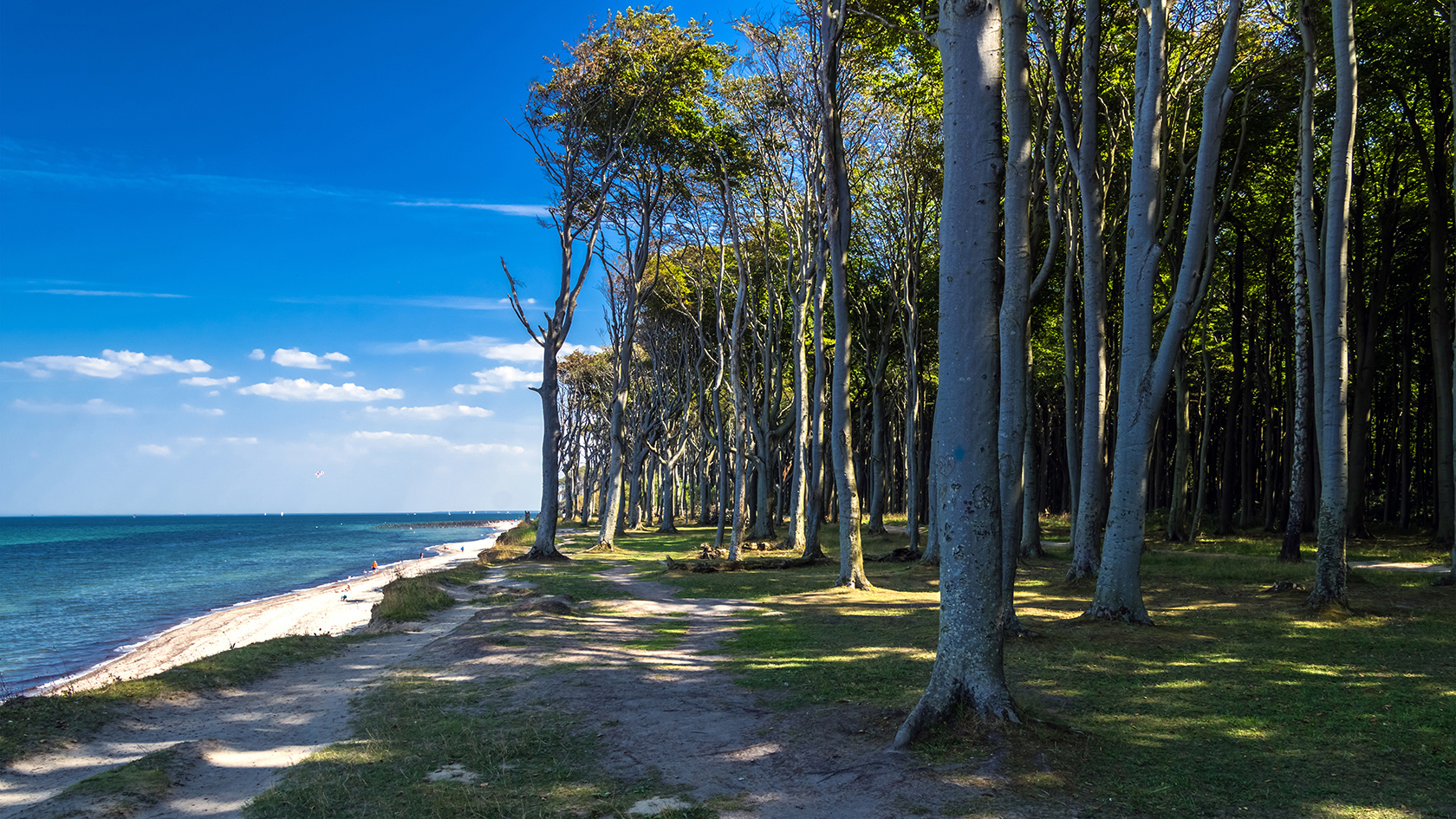 Gespensterwald, Nienhagen/Ostsee