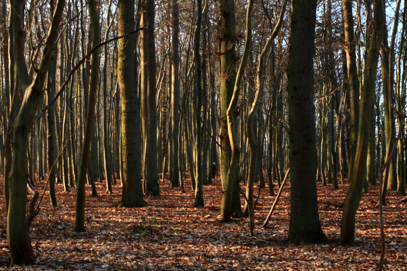 Gespensterwald ohne...