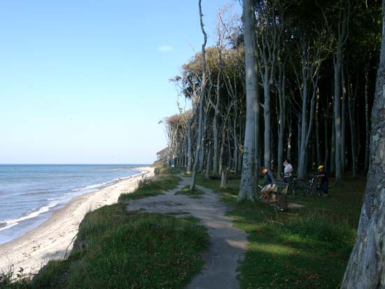 "Gespensterwald" Ostseebad Nienhagen