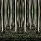 Gespenstischer Gespensterwald