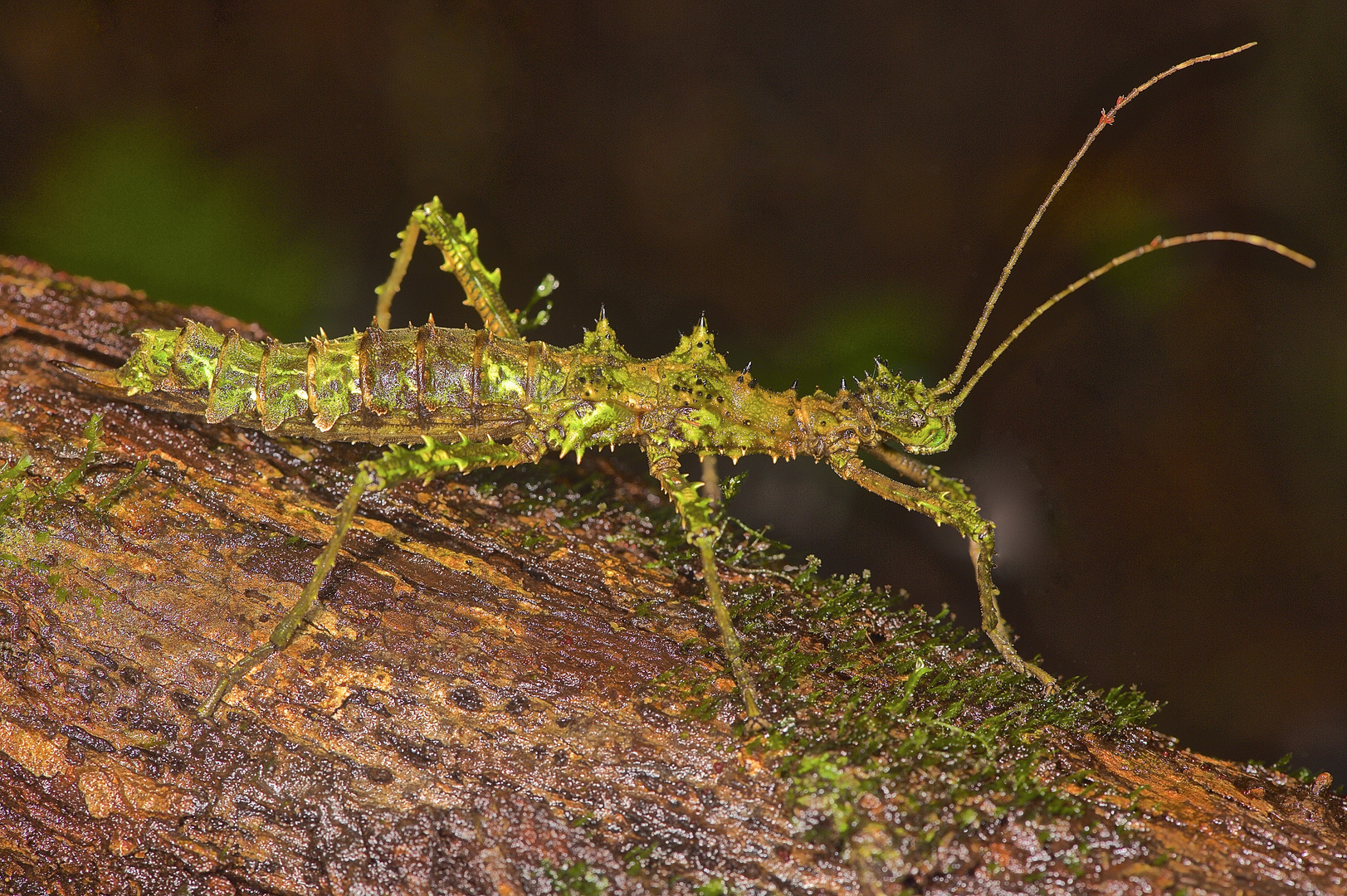 Gespenstschrecke aus dem feuchten, moosbedeckten Regenwald von Borneo