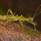 Gespenstschrecke aus dem feuchten, moosbedeckten Regenwald von Borneo