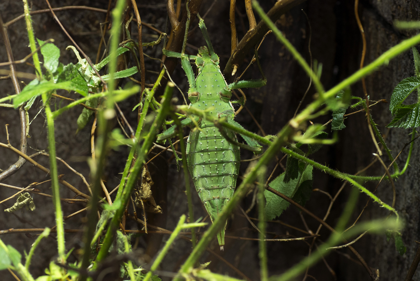 Gespenstschrecke - fotografiert im Straubinger Tiergarten