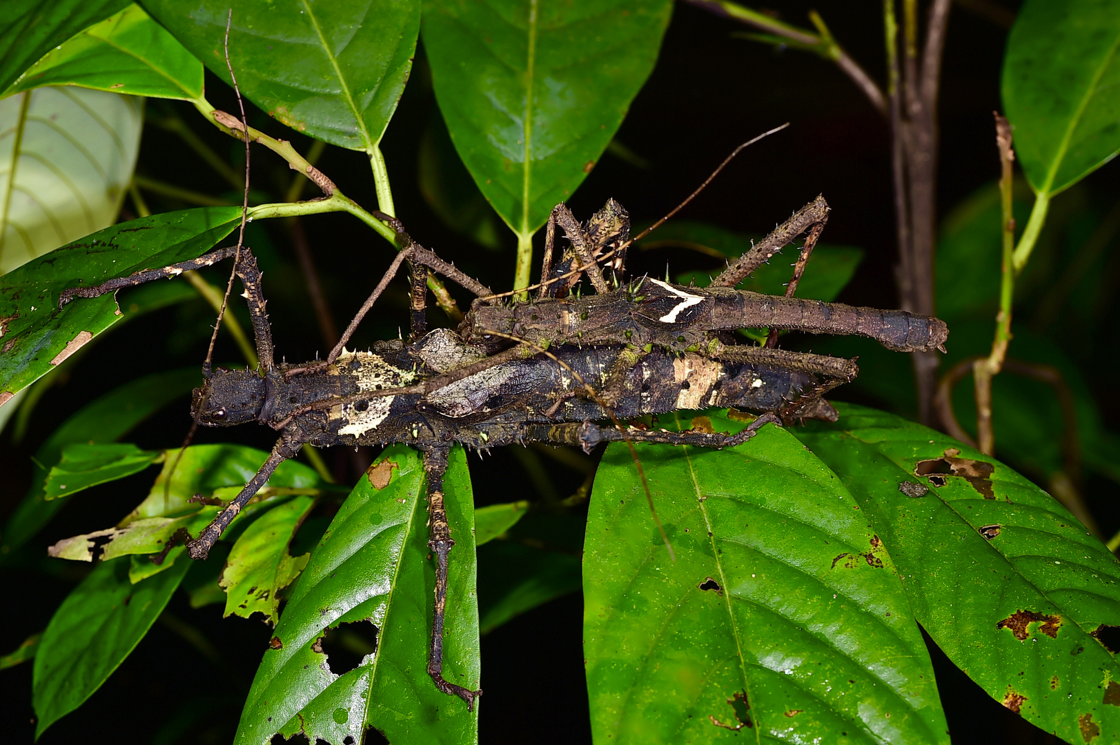 Gespenstschrecken-Pärchen aus dem Tropischen Regenwald von Borneo