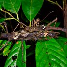 Gespenstschrecken-Pärchen aus dem Tropischen Regenwald von Borneo