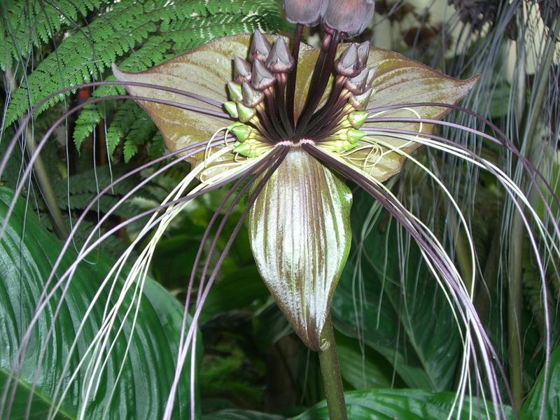 Gespentisch schön ist die Tacca chantrierei