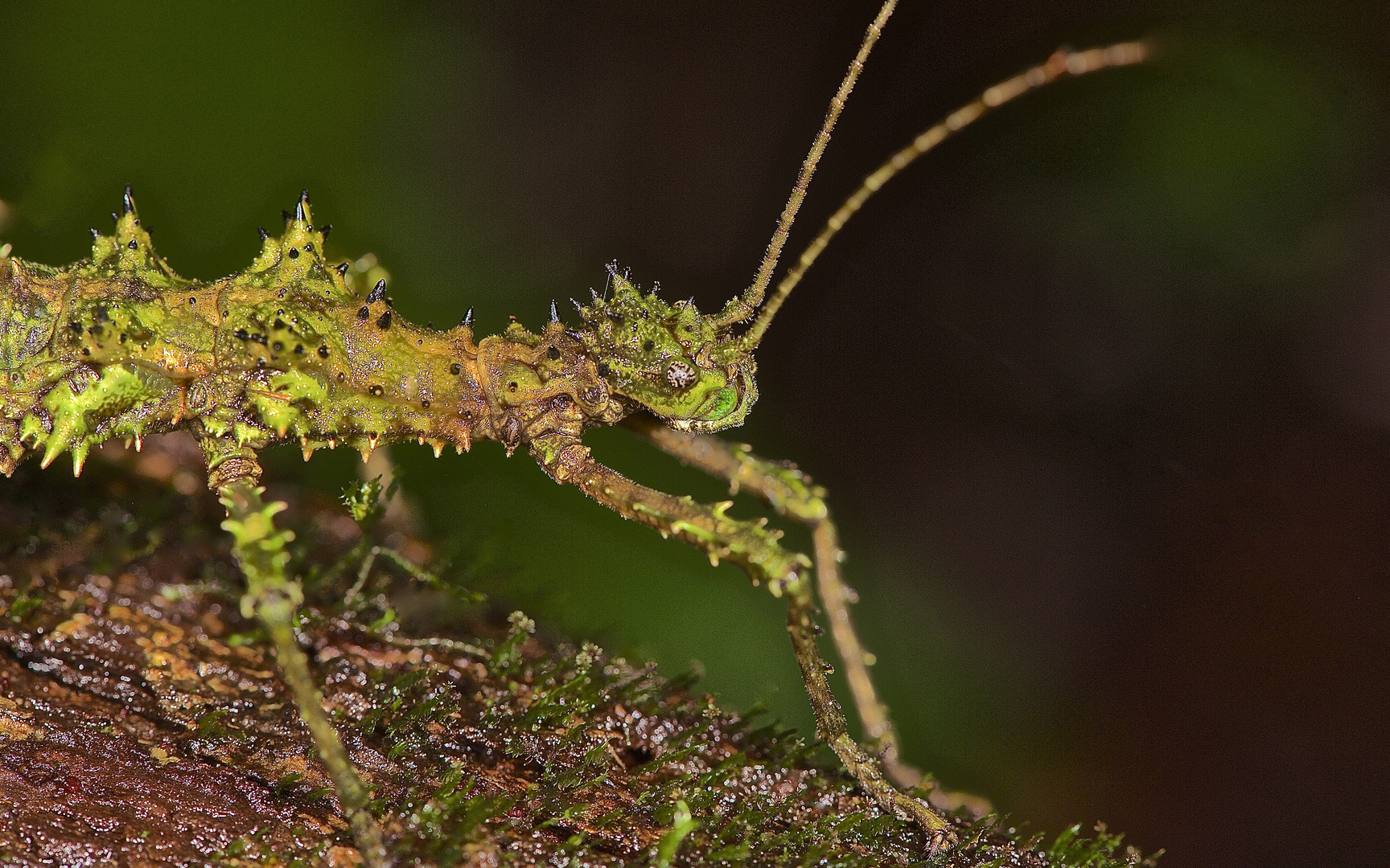 Gespentsschreckenportrait aus dem Tropischen Regenwald von Borneo