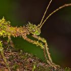 Gespentsschreckenportrait aus dem Tropischen Regenwald von Borneo