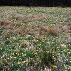 Gesperrt ! Die Narzissenwiesen im Deutsch-Belgischen Grenzgebiet