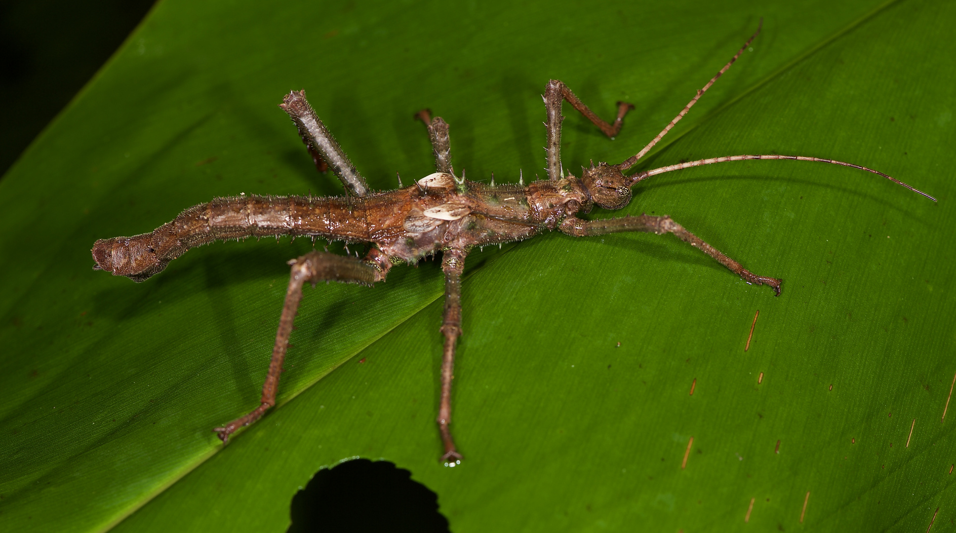 Gespestschrecke aus dem Regenwald von Borneo