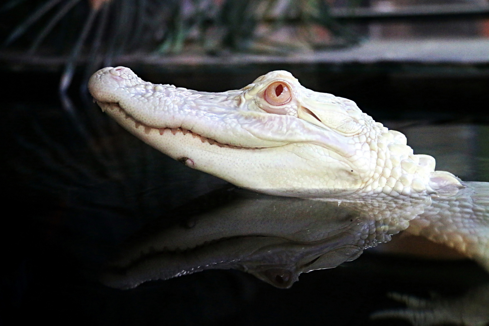 Gespiegelt Foto & Bild | tiere, zoo, wildpark & falknerei, amphibien