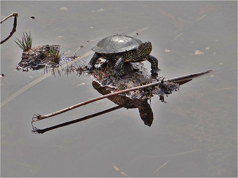 Gespiegelt Foto & Bild | park, outdoor, natur Bilder auf fotocommunity