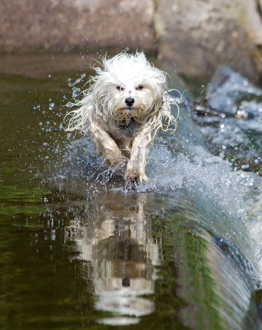 Gespiegelt durchs Wasser