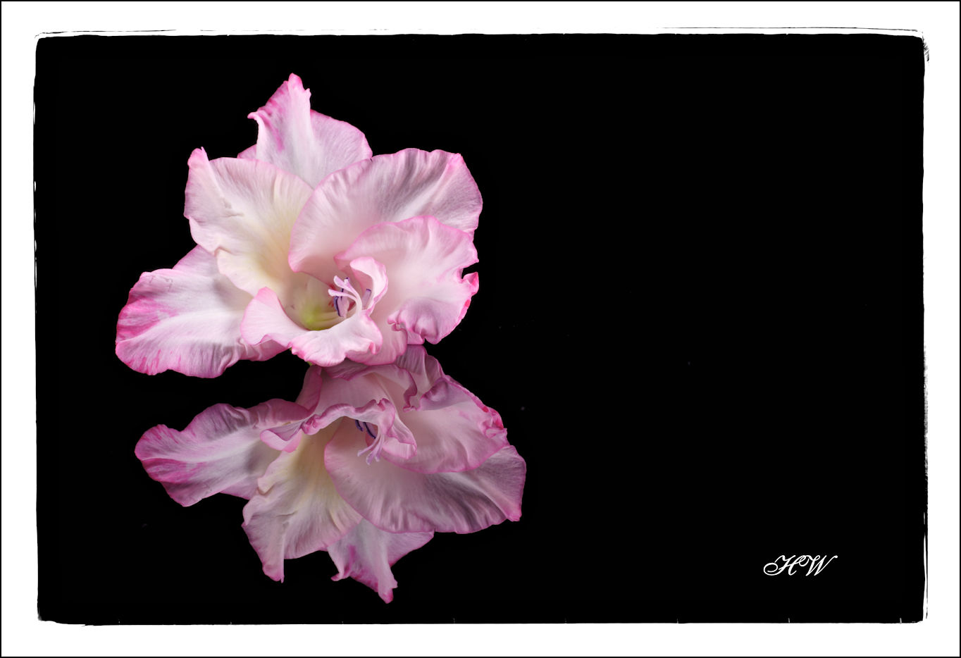 Gespiegelt (Gladiole)