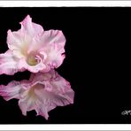 Gespiegelt (Gladiole)