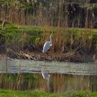 Gespiegelt im fluss