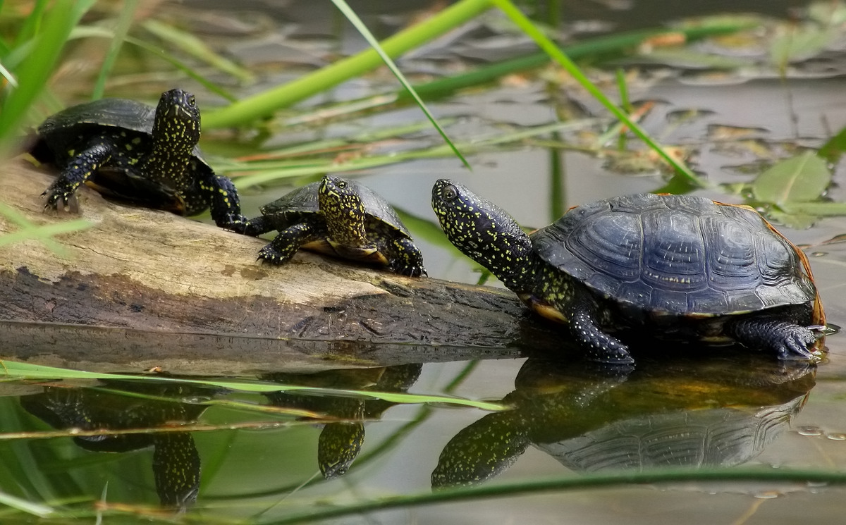 Gespiegelt: Konferenz der Sumpfschildkröten...