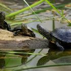 Gespiegelt: Konferenz der Sumpfschildkröten...