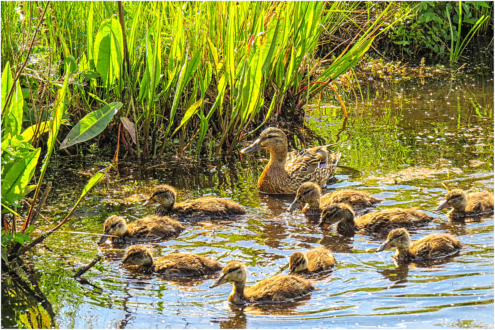 Gespiegelt ... Mama Ente ...