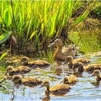 Gespiegelt ... Mama Ente ...