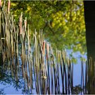 Gespiegelt ... Natur im und am Wasser.