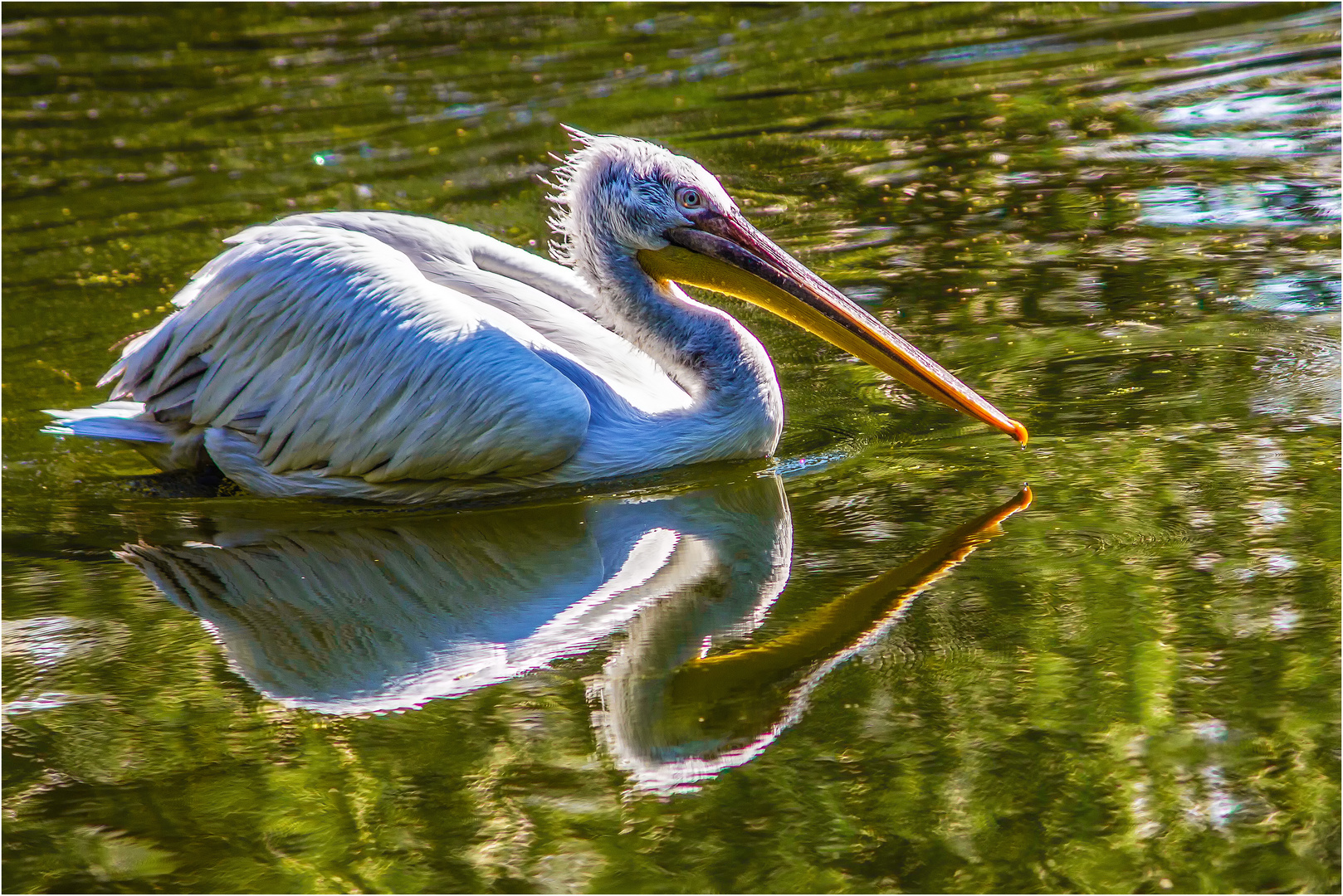 Gespiegelt ... Pelikan ...